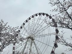 -顾村公园