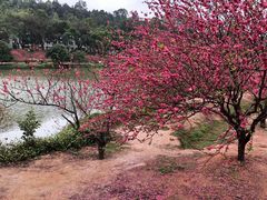 -南国桃园旅游度假区