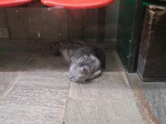 -猫咪博物馆(顶澳仔猫街店)