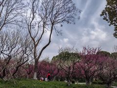 -莘庄公园