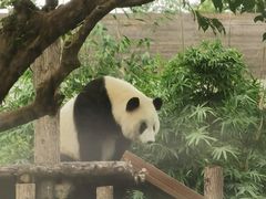 -武汉动物园