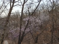 -北京西山国家森林公园