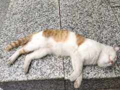 -半饱台式茶点