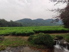 -中国茶叶博物馆(双峰馆区)