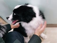 -宠福鑫康馨动物医院·骨科·眼科