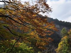 -黎坪国家森林公园
