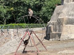 -哈尔滨北方森林动物园