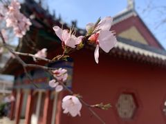 -桃花堤公园