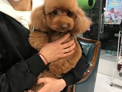 -欧奕国际动物医院