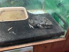 -上海大自然野生昆虫馆(东方明珠·爬宠昆虫探索中心)