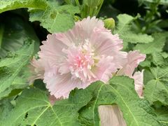 -华南国家植物园-售票处