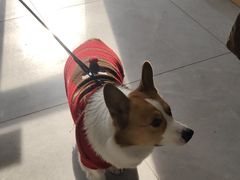 -瑞派长江宠物医院·猫科·外科·24小时夜护(谊城公寓分院)
