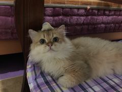 -东方名猫馆·英短金渐层布偶猫舍(环线广场1号楼店)