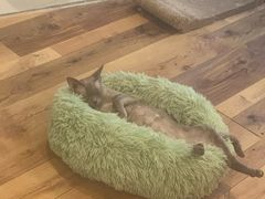 -袖虎·猫馆(体育西路店)