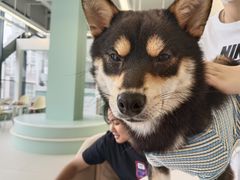 -怪兽屋·羊驼·猫咖·狗咖(俊华广场店)