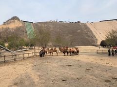 -古柏渡飞黄旅游区