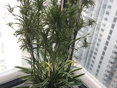 -新湖明珠城