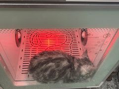 -小呆的宠物店·宠物售卖·宠物寄养(城西店)