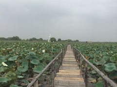 -洪湖生态旅游区