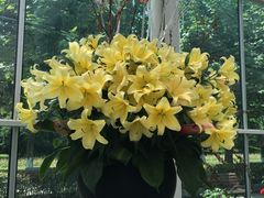 -上海鲜花港