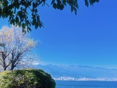-野菌皇海景野生菌火锅(滨海大道店)