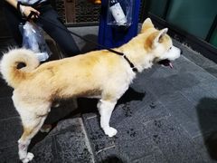 -蔓兰家的四季S0餐厅·融合菜(当代MOMA店)
