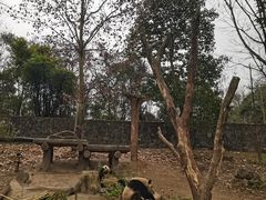 -都江堰中华大熊猫苑