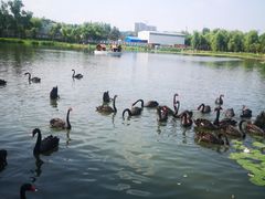 -长春市南湖公园