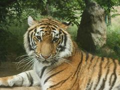 -栾川竹海野生动物园