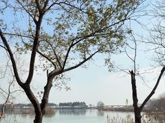 -贡湖湾湿地公园