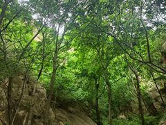 -大岭沟猕猴桃谷风景区