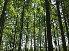 -黄海国家森林公园