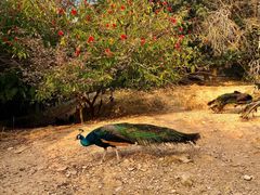 -泉州海丝野生动物世界