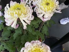 -杭州植物园