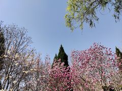 -石家庄市植物园