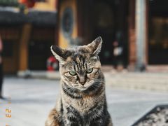 -龙华寺
