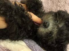 -翊宠yipet猫狗购宠庄园犬舍•猫舍