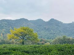 -野蔓果·山野菜(西湖景区·龙井茶田店)