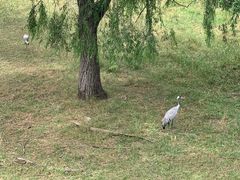 -北京麋鹿生态实验中心