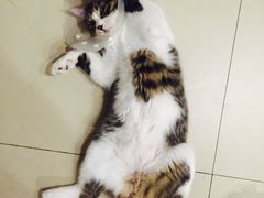 -纳吉亚猫专科动物诊疗中心(蒋宅口分院)