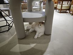 -藏猫猫咖啡主题馆(中央大道店)