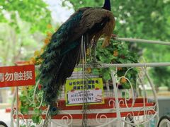 -辛玛王国游乐园