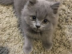 -喵zoo家庭繁育猫舍(尖东智能花园店)