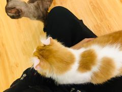 -momokira米努特·德文卷毛猫·棉花面纱犬