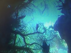 -维乐口腔医院(星海湾分院)