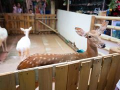 -正佳雨林生态植物园