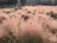 -石家庄市植物园