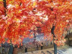 -宝龙广场(蓬莱区)