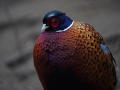 -栾川竹海野生动物园