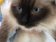 -汪喵宠物医院·骨科心脏影像·犬猫急重症ICU诊疗中心(成华分院)